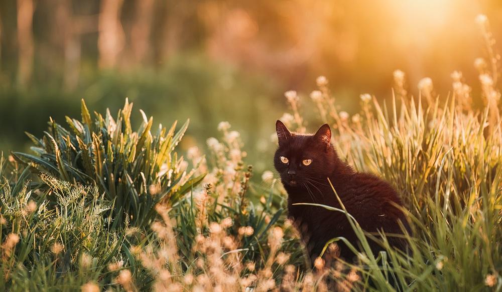 Un chat noir est assis dans l'herbe haute.