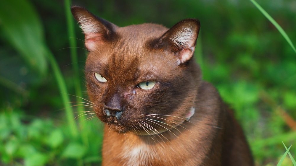 Un chat brun, au premier plan, avec un écoulement blanc du nez et des yeux, arrière-plan extérieur.