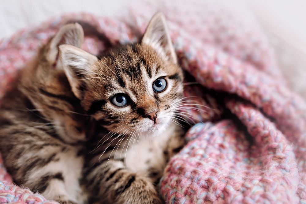 Un couple de chatons heureux dorment ensemble dans une couverture douillette.