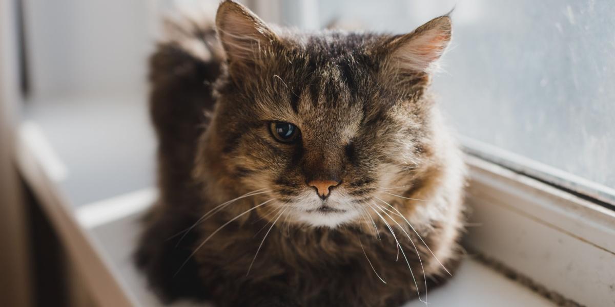 Un chat gris borgne est allongé sur le rebord de la fenêtre. Maladie. Tumeur maligne de l'œil gauche. Intervention chirurgicale. Ablation du globe oculaire.