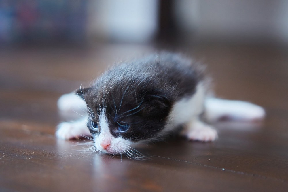 Chaton gris et blanc de deux semaines aux yeux bleus