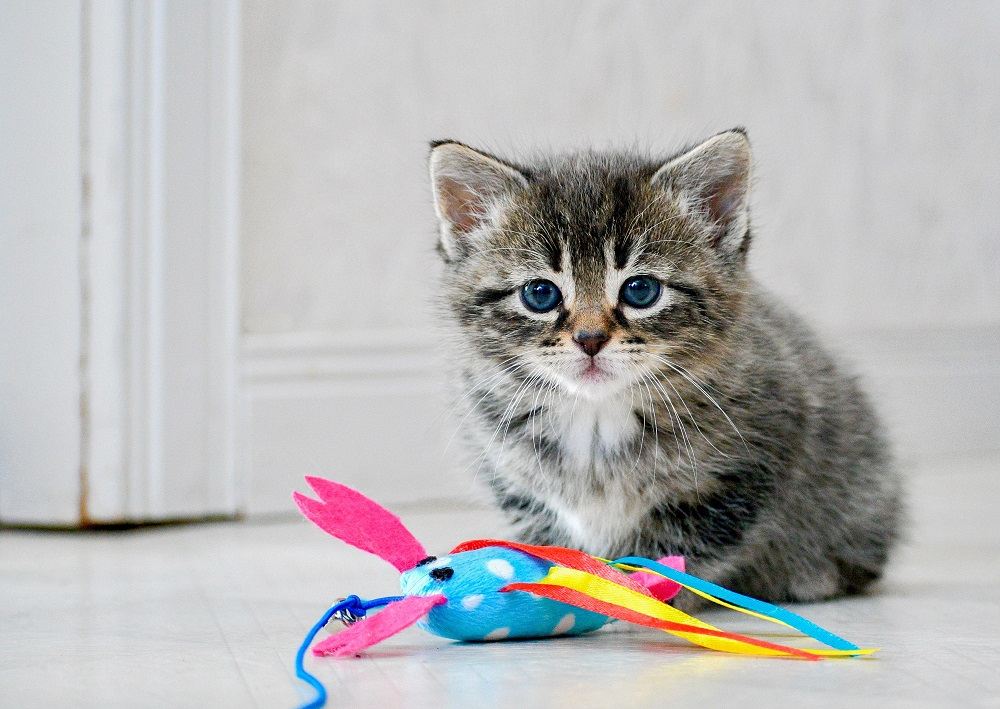 Chaton de six semaines assis avec un jouet