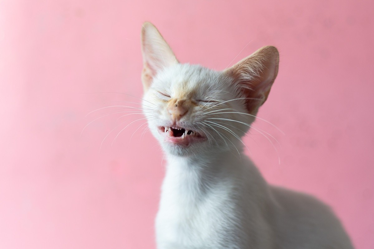 Un chaton à fourrure blanche au milieu d'un éternuement, au premier plan, avec un fond rose.