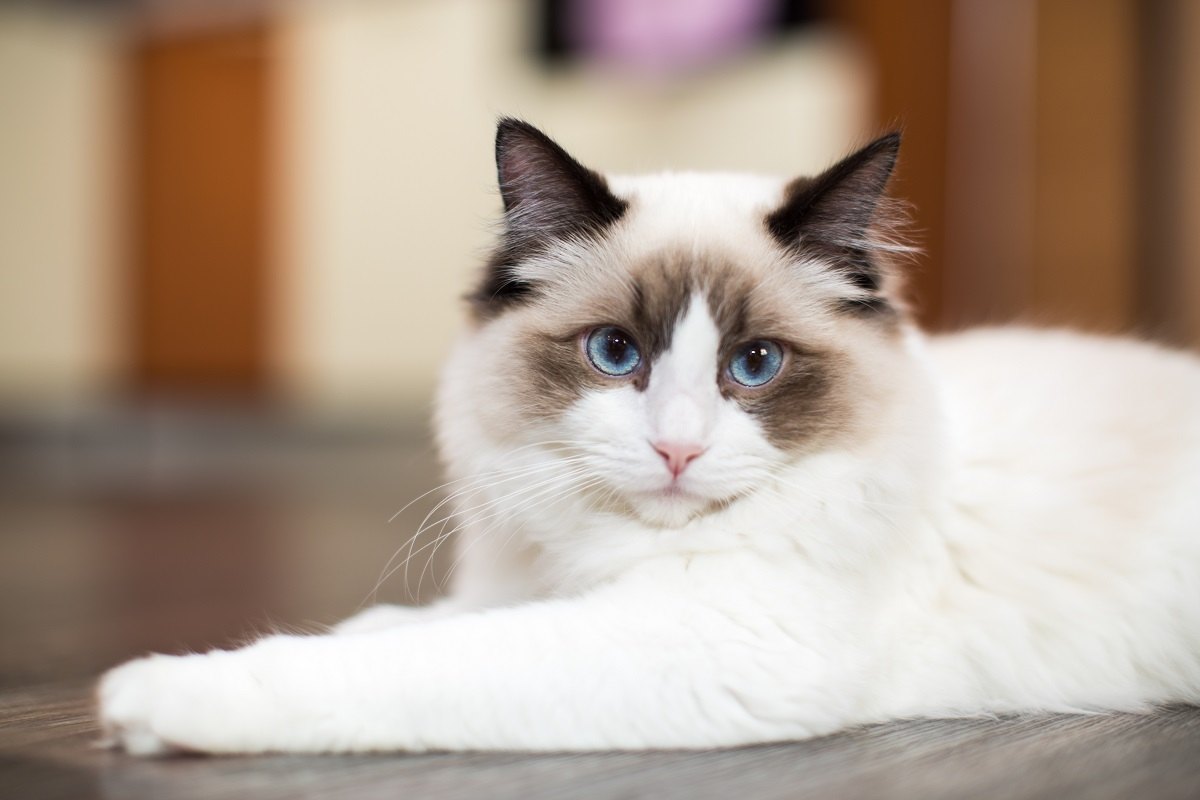 Magnifique jeune chat Ragdoll blanc de race pure aux yeux bleus