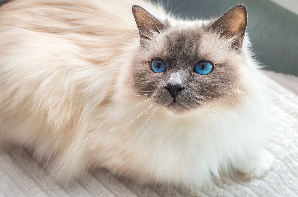 Chat sacré de Birmanie. Chat birman aux yeux bleus.