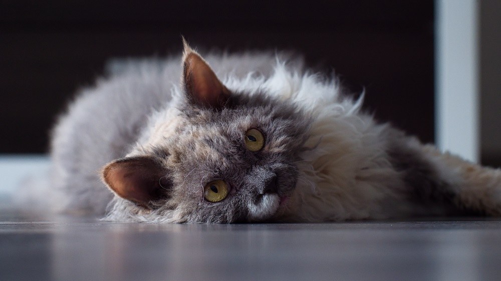 Chat Selkirk Rex bleu écaille blanc sur sol gris.