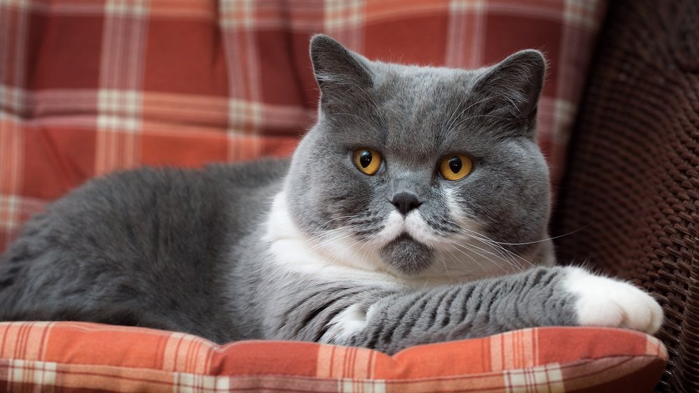 Chat British Shorthair sur l'oreiller.