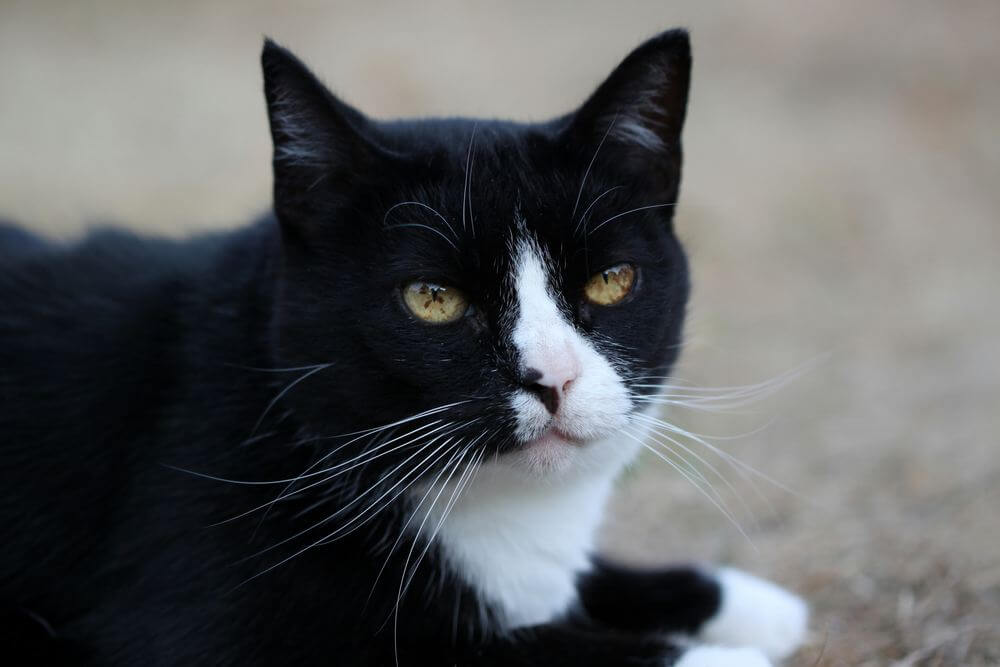 Taches brunes dans l'iris du chat noir et blanc.