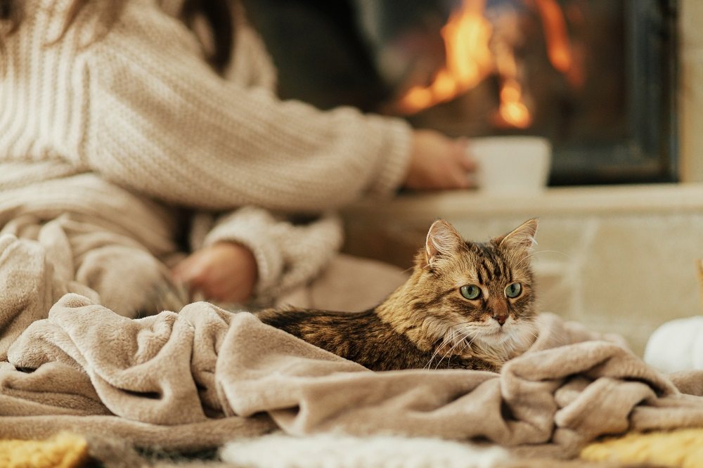 Un chat tigré brun assis sur une couverture près d'une cheminée pendant que son propriétaire boit du thé.