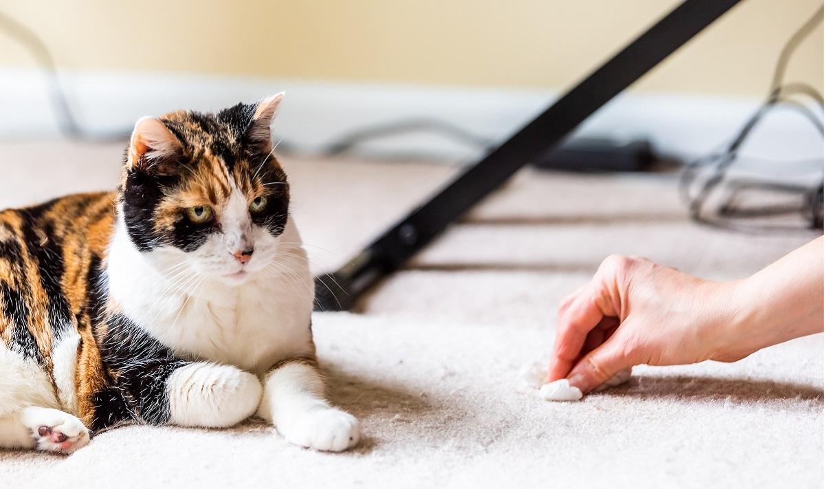 Un chat au visage coupable tandis qu'une femme nettoie un tapis à proximité