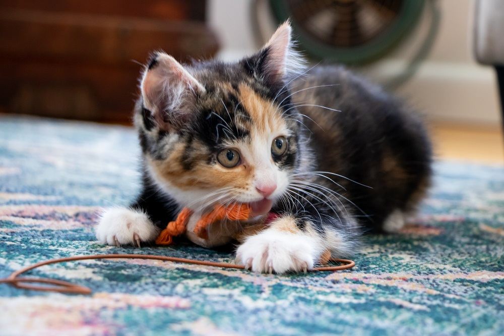 Un chaton calico mord une peluche