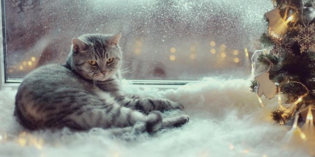 75 idées de noms de chats d'hiver avec leur signification