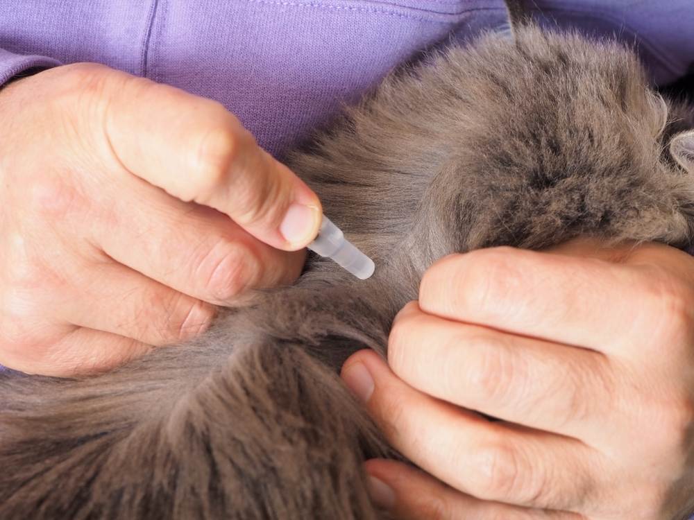 Gros plan des mains d'un homme, pipette contenant un médicament contre les puces, appliquée sur la peau des omoplates d'un chat.