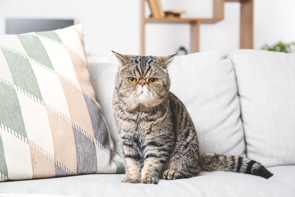 Un chat exotique à poil court mignon sur le canapé à la maison