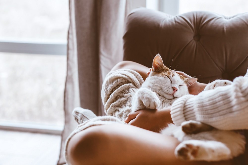 Un chat orange et blanc se blottit sur les genoux de son propriétaire près d'une fenêtre.