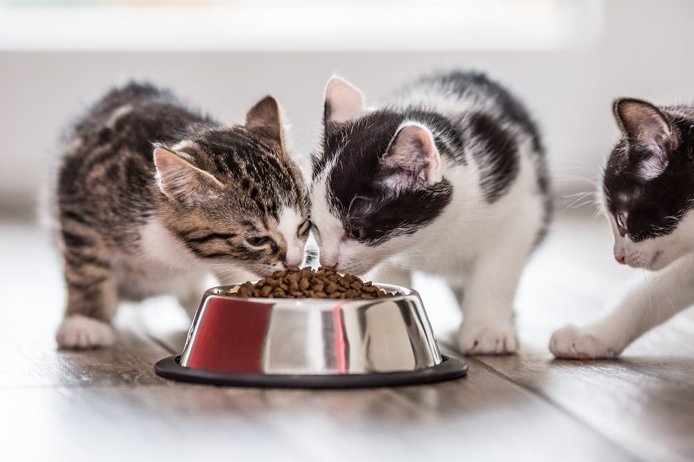 Trois chatons mangeant des croquettes sèches dans un bol