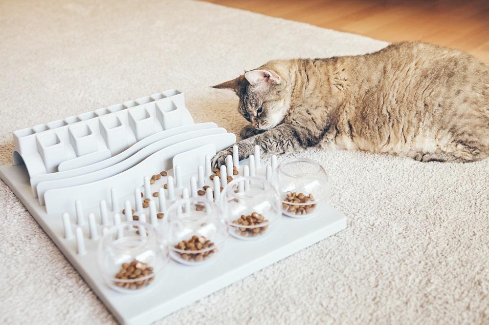 Un chat joue avec de la nourriture sur un distributeur automatique de nourriture