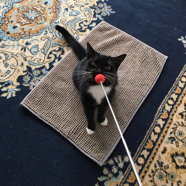 Attirer un chat dans une position sur un tapis à l'aide d'un bâton cible