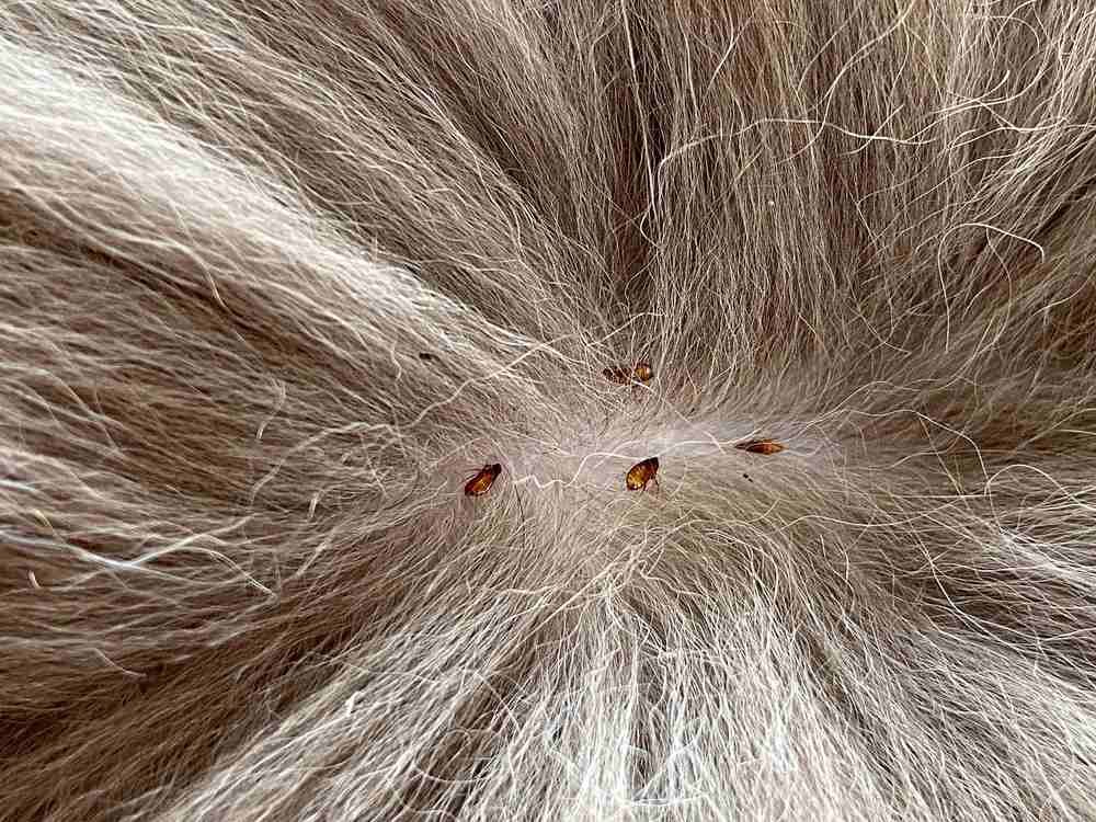 Quatre puces présentes sur la peau d’un chat aux poils séparés.