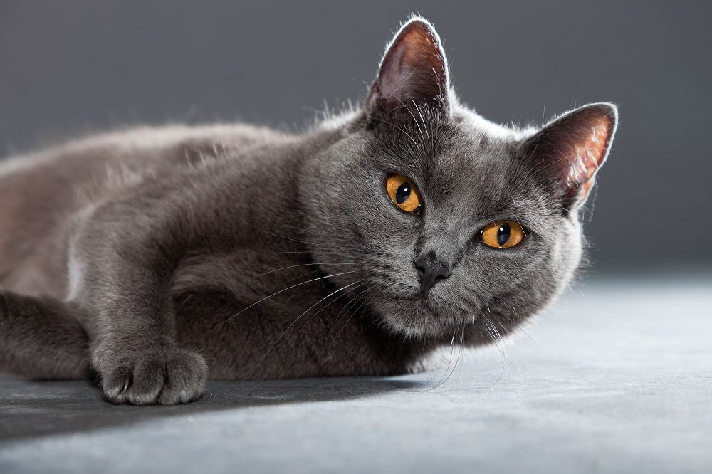 Chat Chartreux gris aux yeux jaune orange isolé sur fond gris.