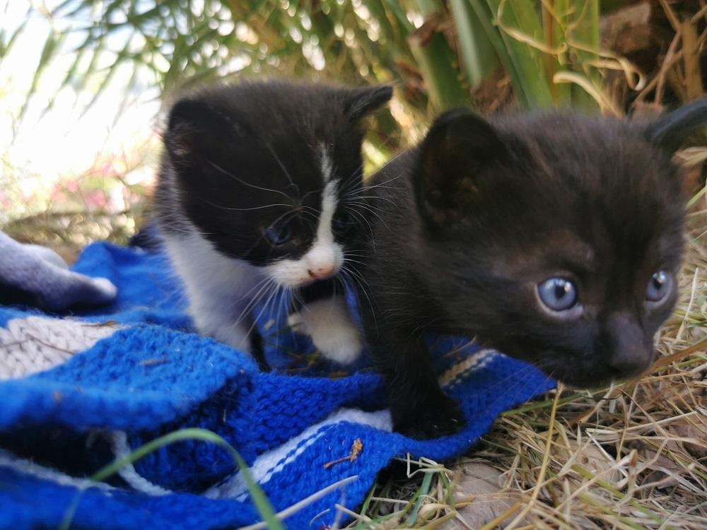 Deux chatons de quatre semaines explorant le jardin sur un tapis