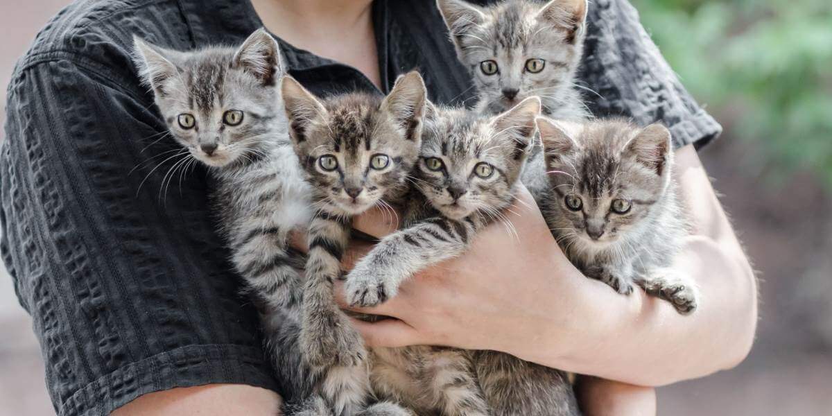 Personne tenant un groupe de chatons