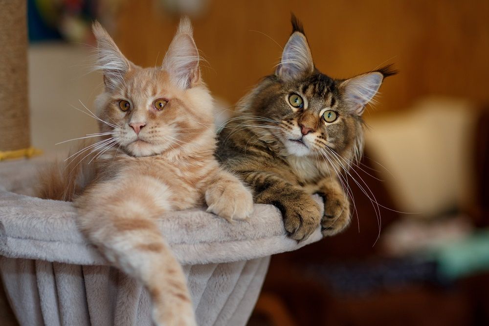 Portrait de deux adorables chatons Maine Coon rayés rouge et gris allongés sur un support de jeu.