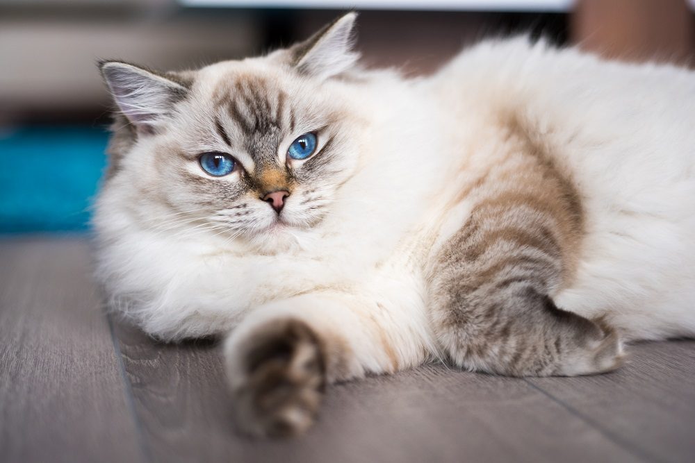 Chat Ragdoll couché sur le sol en bois.