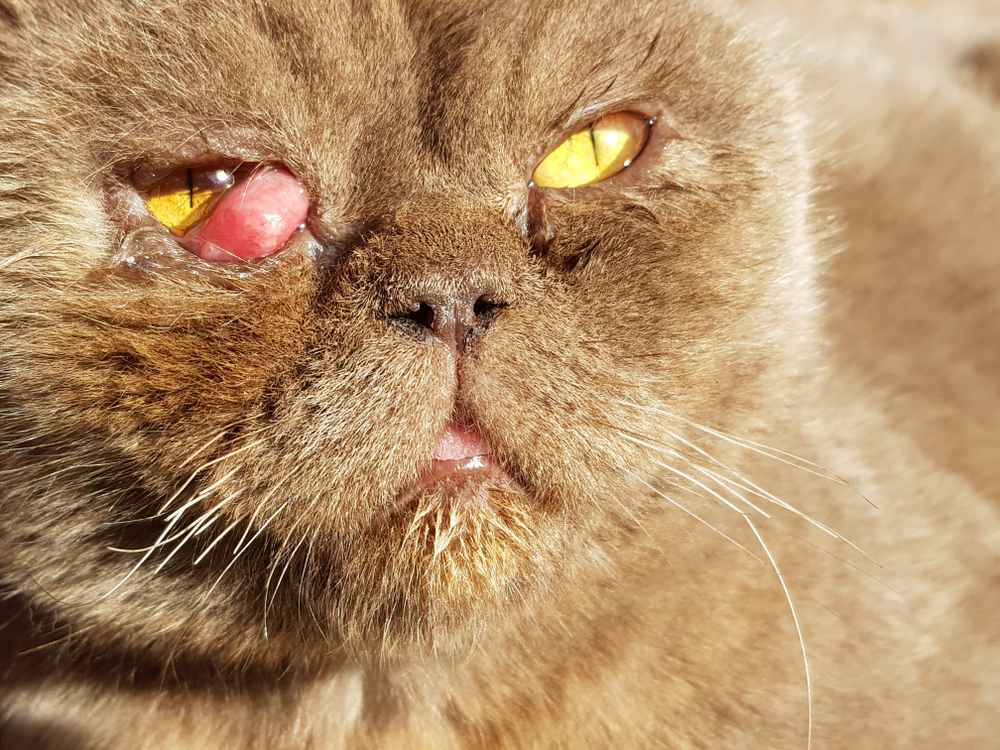 Gros plan sur le visage d'un chat britannique malade. Prolapsus du troisième siècle, prolapsus de la glande lacrymale