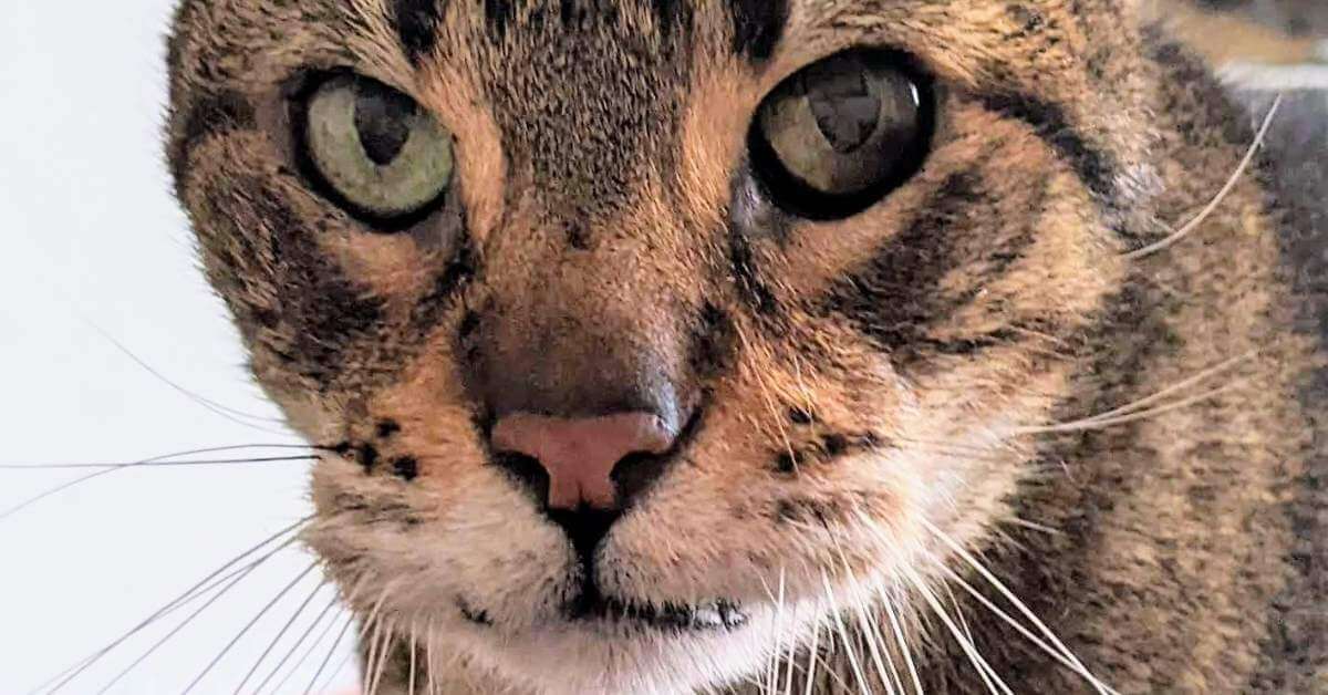 Mélanome oculaire chez le chat tigré