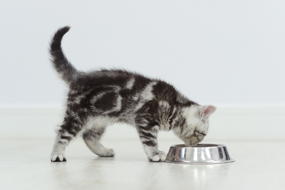 Un chaton tigré mange dans un bol en argent