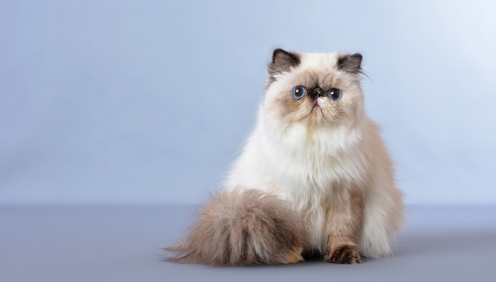 Le chat persan himalayen, également connu sous le nom de chat persan à poils longs, est une race de chat à poils longs caractérisée par un visage rond et un museau court.