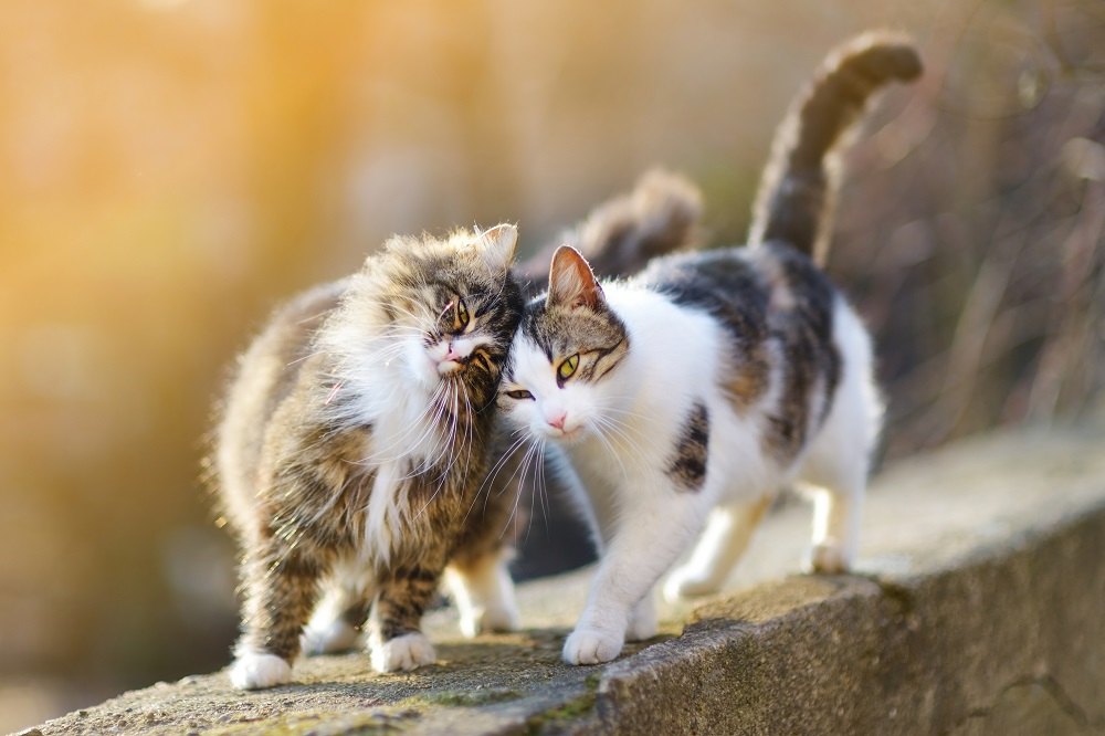 Deux chats amicaux