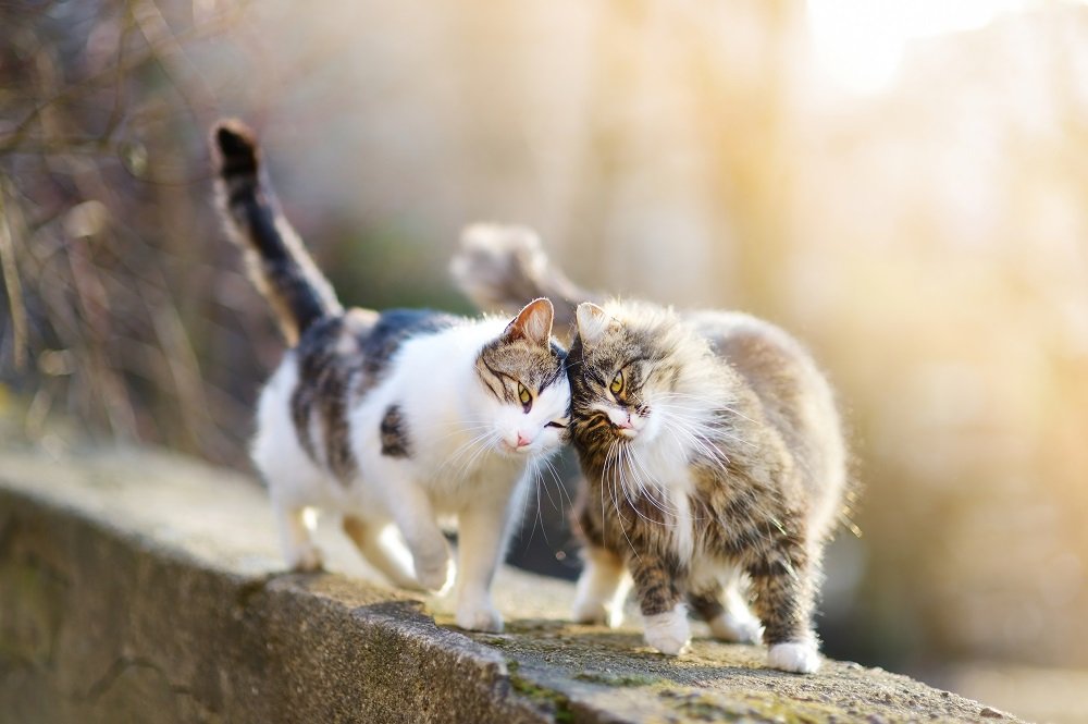 Deux chats marchent le long d'un mur en se frottant la tête.