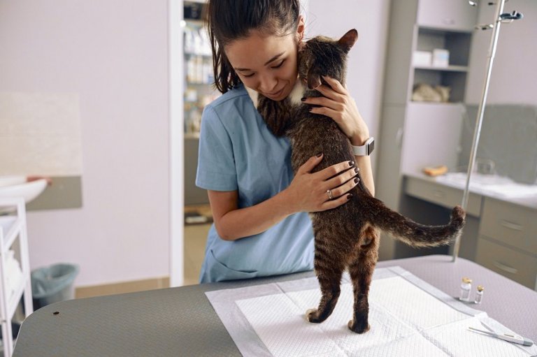 Régurgitation chez le chat : causes, symptômes et traitement - Cats.com