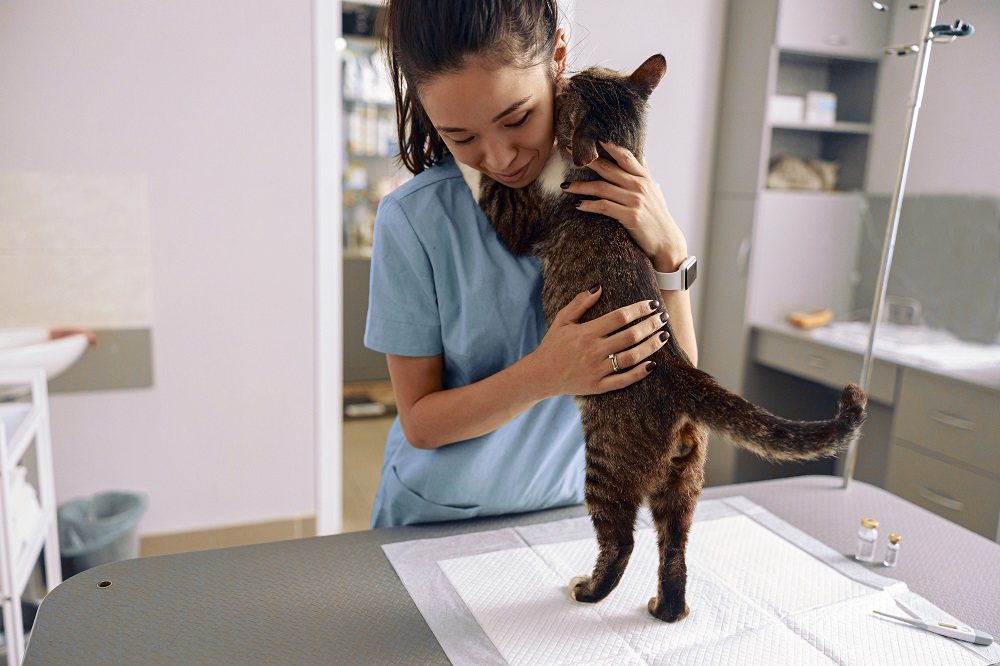 Chat embrassant le vétérinaire avec ses pattes sur ses épaules sur la table d'examen