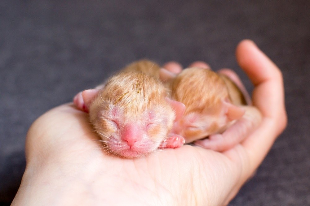 Un petit chaton nouveau-né dans les mains d'une personne