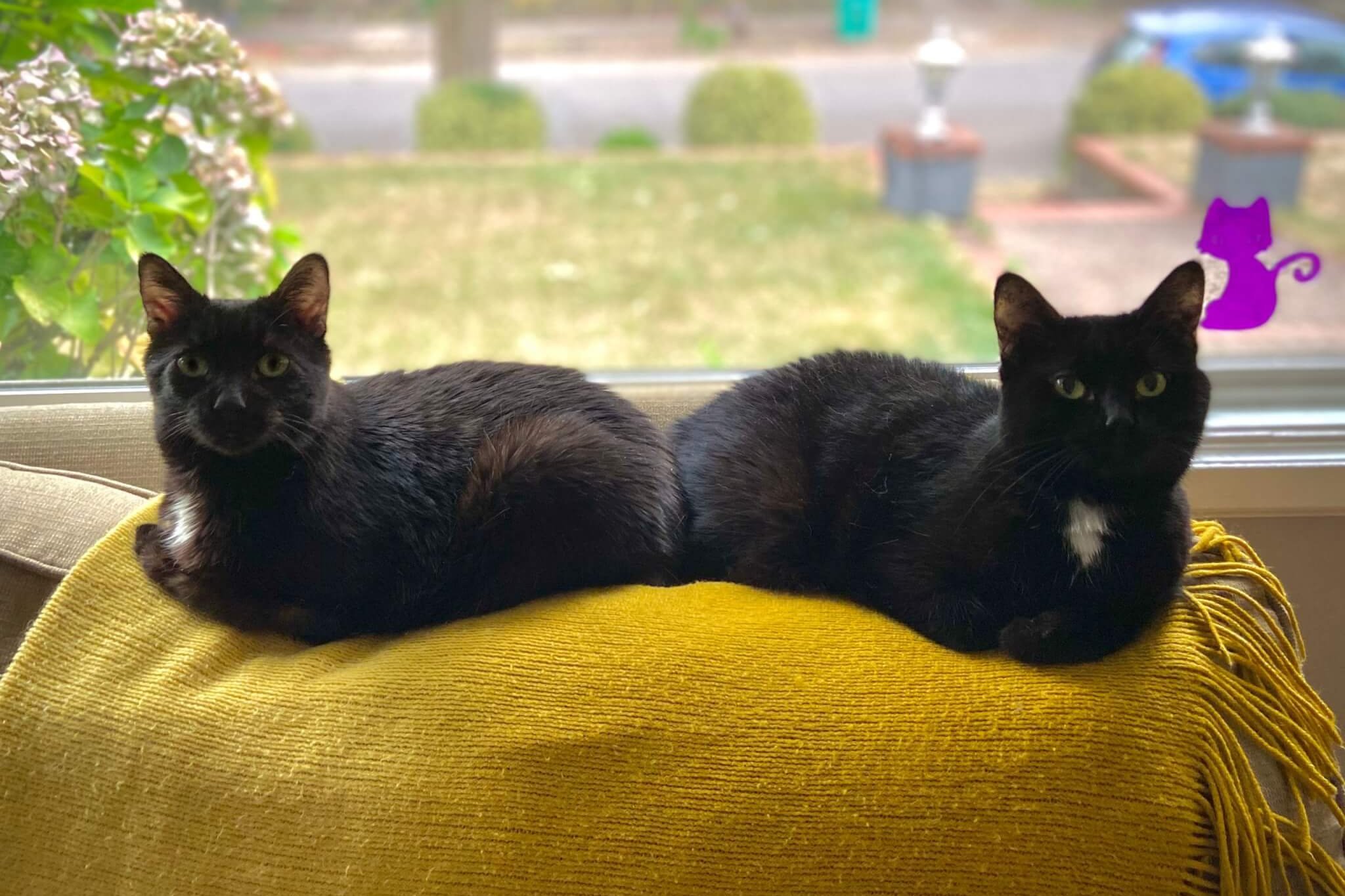 Deux chats noirs sont assis sur un canapé l'un à côté de l'autre