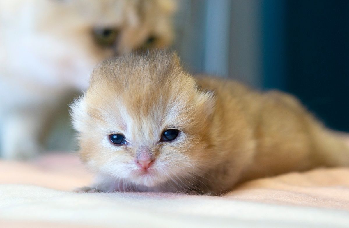 Chaton d'une semaine qui vient d'ouvrir les yeux