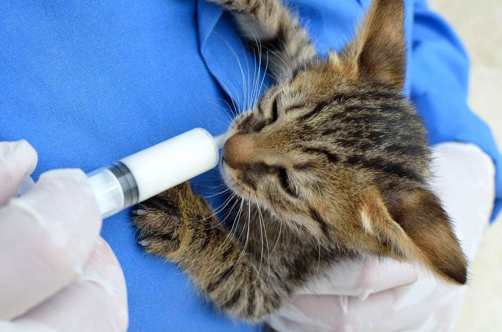 personne donnant le biberon à un petit chaton