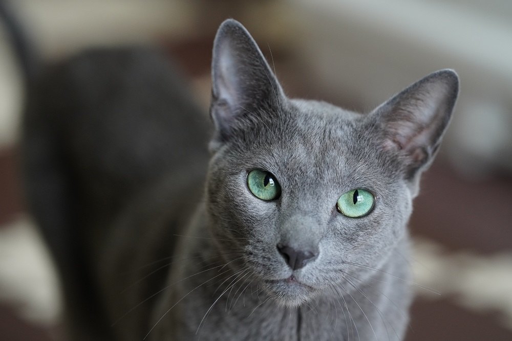 Chat bleu russe, animal de compagnie mignon.