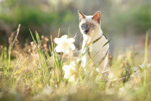 55 noms de chats printaniers frais et fleuris