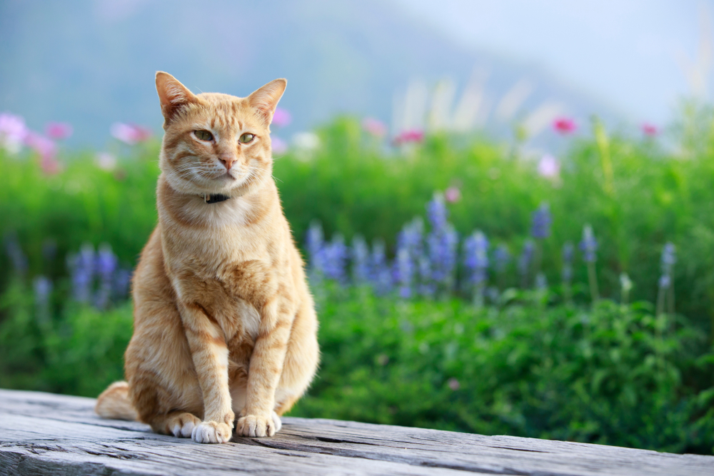 Chat orange assis sur du bois avec des fleurs bleues et roses en arrière-plan