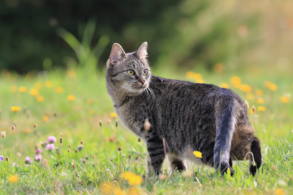 Chat tigré regardant en arrière dans un pré