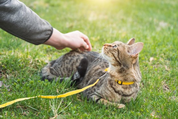 75 noms de chats sur le thème de l'été avec leur signification