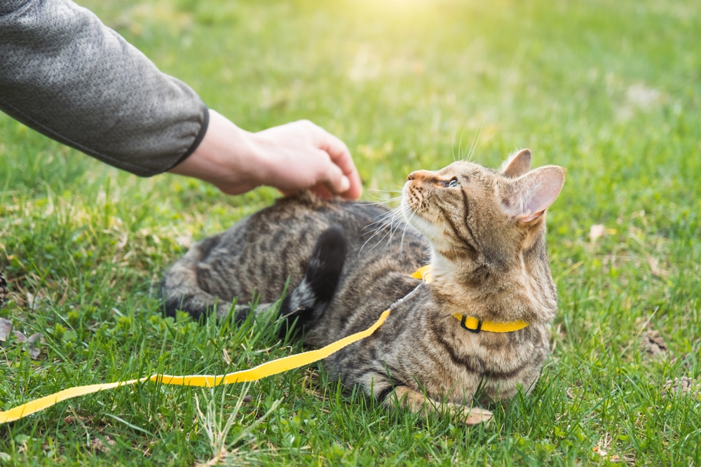 Chat tigré couché dans l'herbe regardant son propriétaire, dont le bras est tendu vers le chat