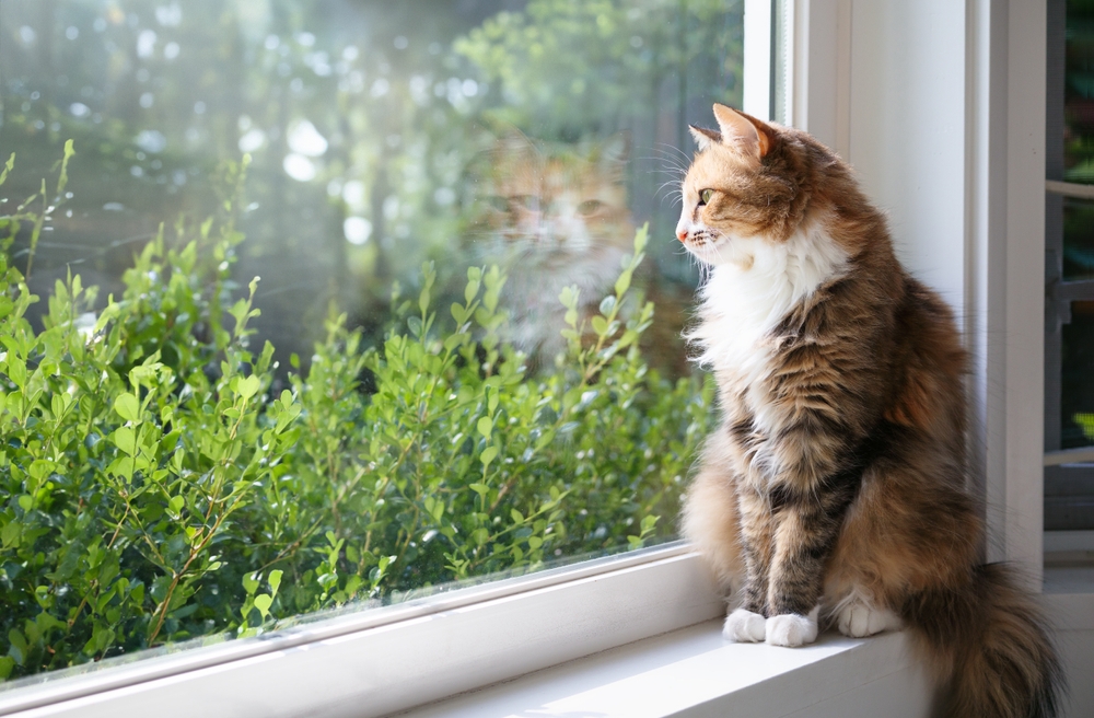 Chat assis sur le rebord de la fenêtre regardant les arbustes et les arbres verts