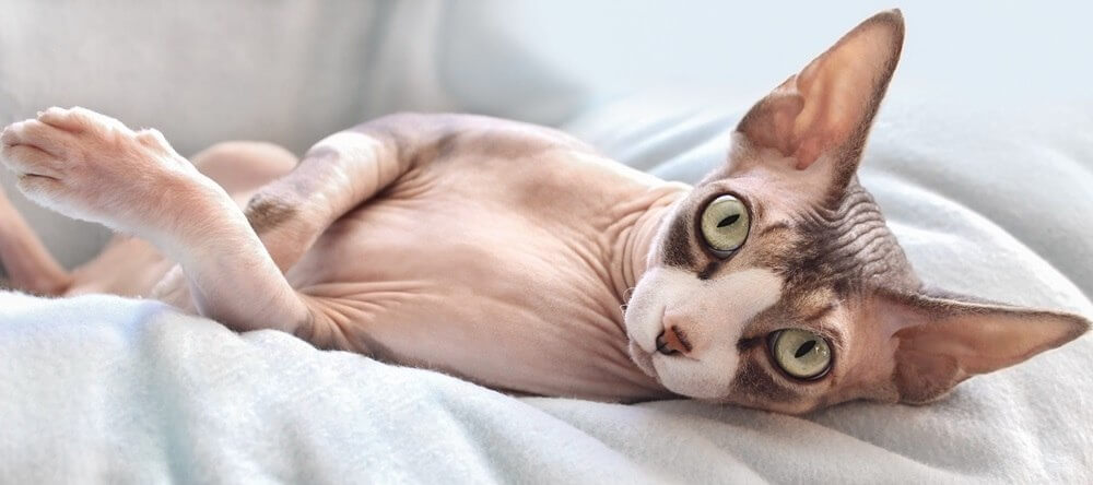 Un chat Sphynx avec quelques marques sombres est allongé sur une couverture gris clair.