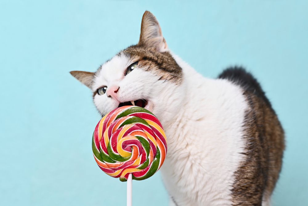 Un chat brun et blanc léchant une sucette.