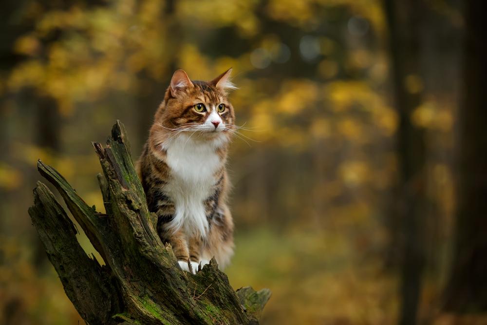 Un chat brun et blanc est assis au sommet d'un arbre cassé.